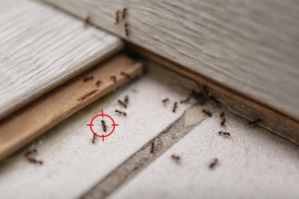 Best Best Pest Control Companies  in Speer, NC