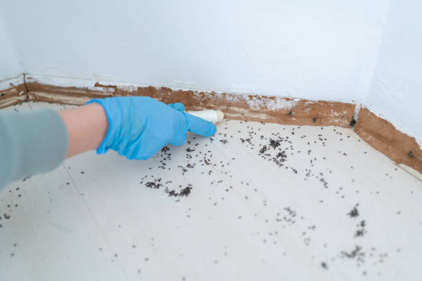 Best Local Pest Control Services  in Speer, NC